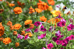 マリーゴールド