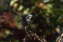 DSC_3907_2393_