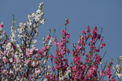 DSC_1261_2729_