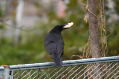 DSC_3226_2373_