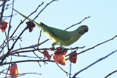 DSC_3973_2401_