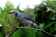 DSC_3959_2400_