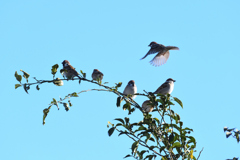 DSC_6952_2436_