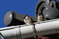 DSC_6944_2435_