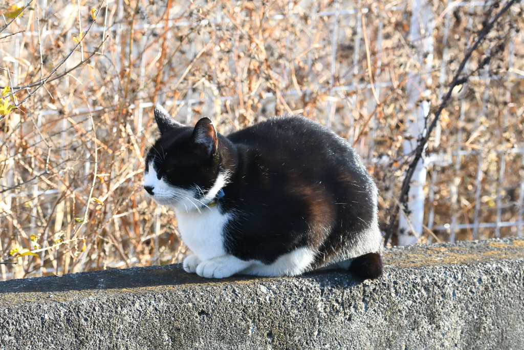 DSC_4003_2403_