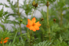 キバナコスモス