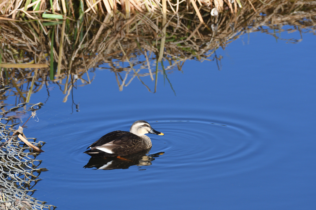 DSC_6968_2439_