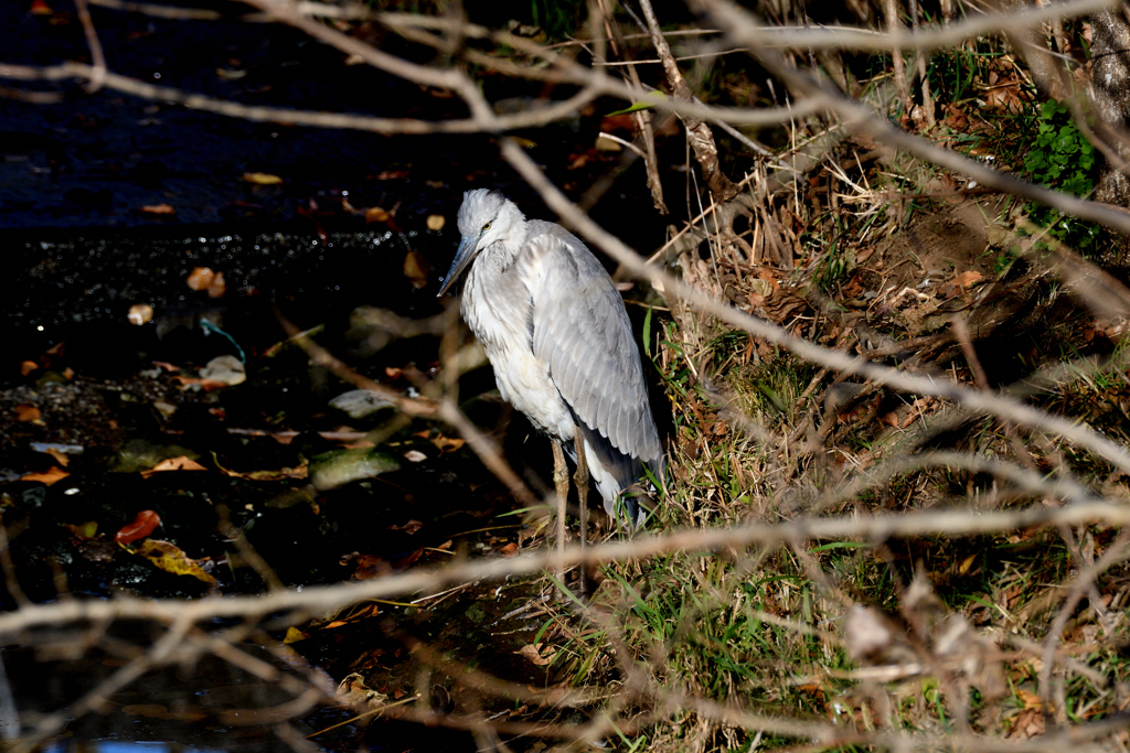 DSC_4025_2406_