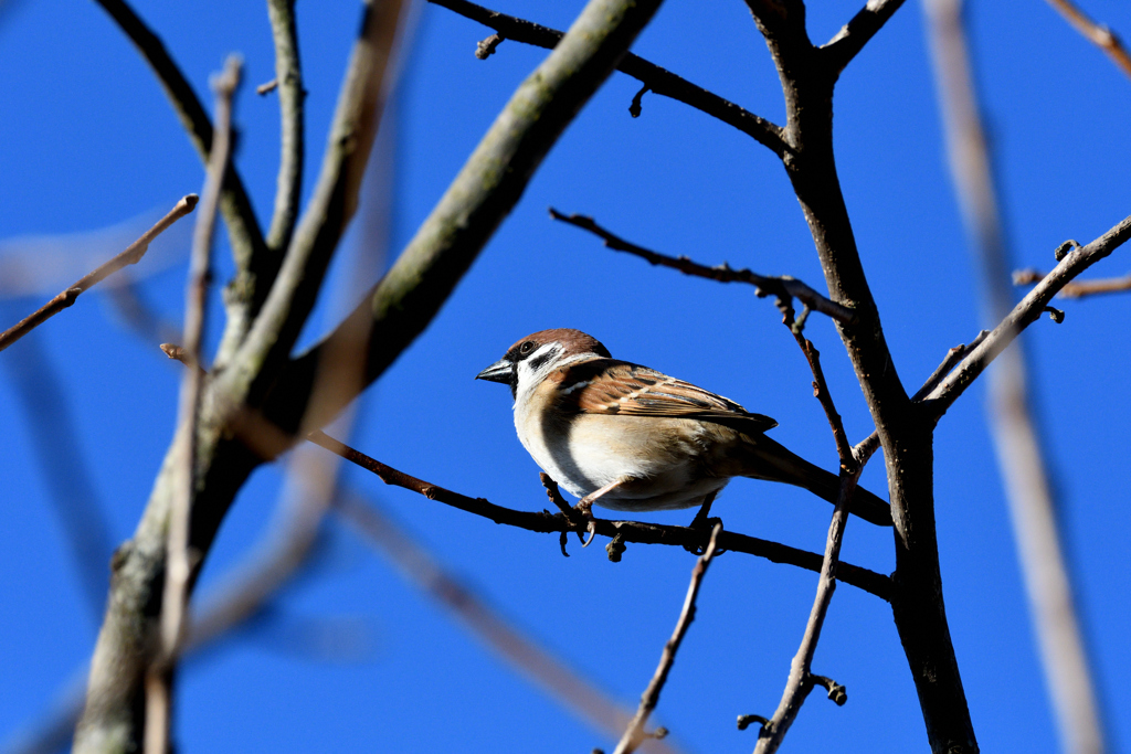 DSC_3943_2399_