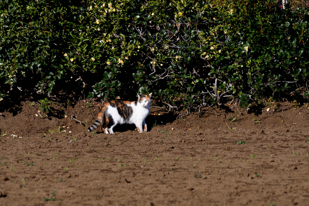 DSC_3923_2397_