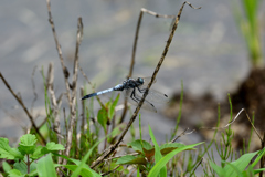 シオカラトンボ