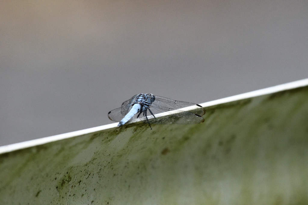 シオカラトンボ