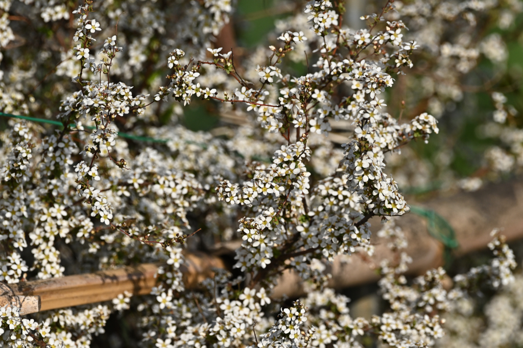 DSC_0648_2592_