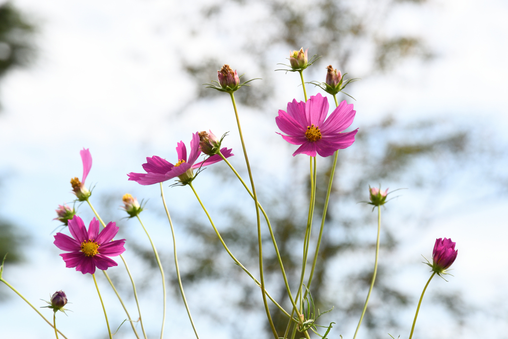 コスモス