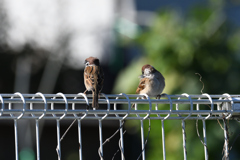 DSC_3385_2341_