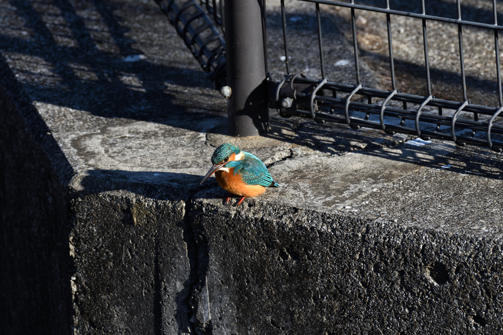 DSC_6958_2437_