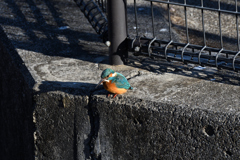 DSC_6958_2437_