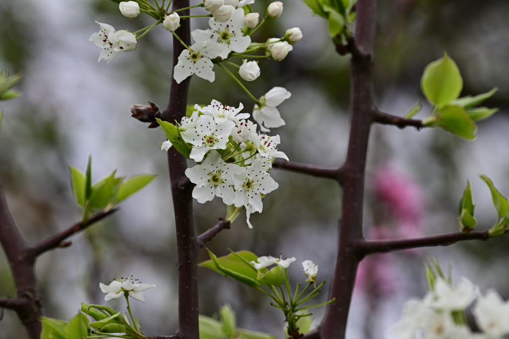 DSC_0914_2651_