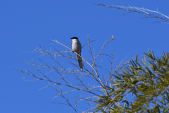 DSC_7023_2452_