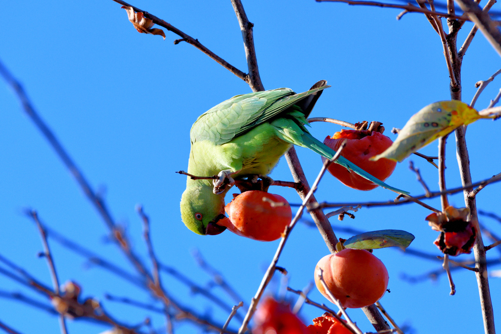 DSC_3884_2390_