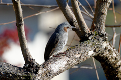 DSC_3911_2394_