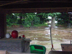 雨を見つめるダルマたち