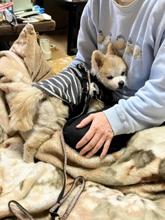 甘える老犬