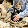 甘える老犬