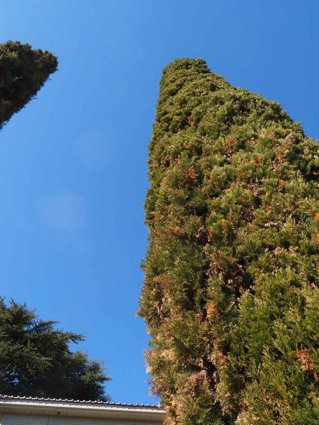 この木なんの木