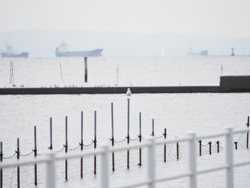 ウミネコ君のタイドグラフ