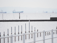 ウミネコ君のタイドグラフ