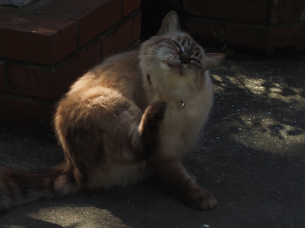 モフモフだね