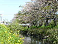 菜の花と小川と桜