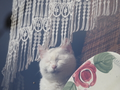 まだ眠いニャー