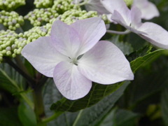 アジサイの装飾花