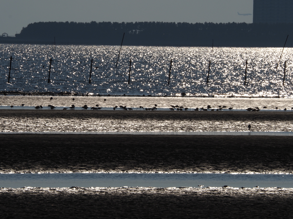 海の煌めきと鳥たちの影