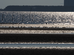 海の煌めきと鳥たちの影