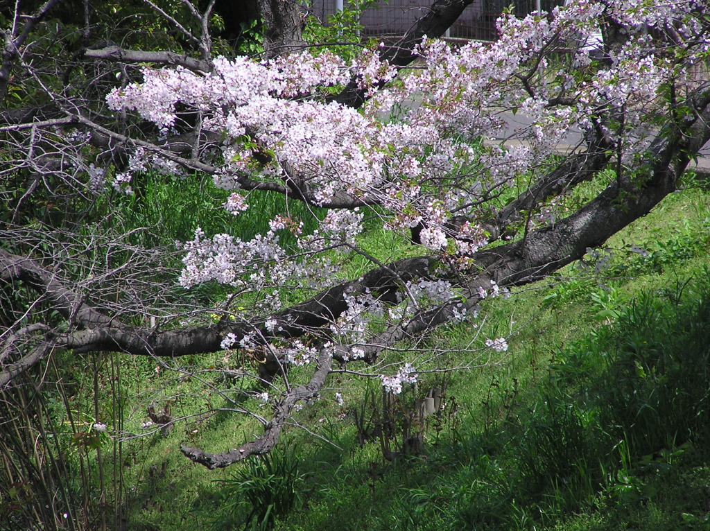 桜もカメラもまだまだ現役