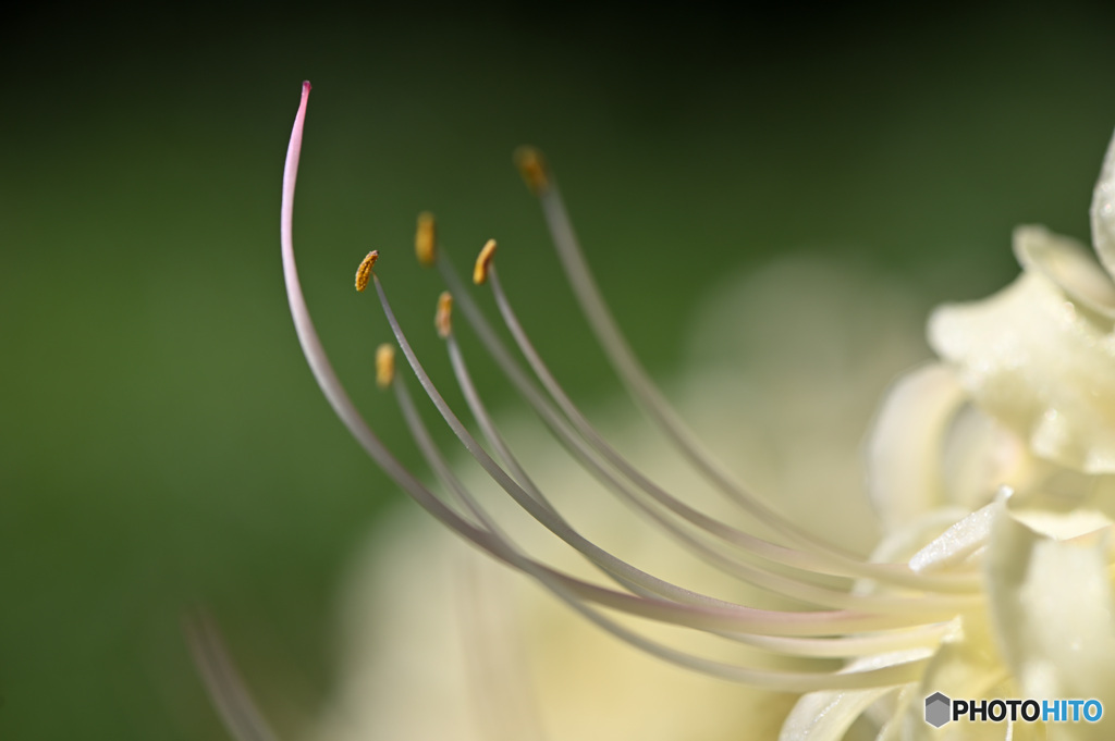 曼珠沙華
