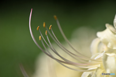 曼珠沙華