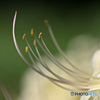 曼珠沙華