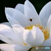 独り占め