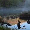 池霧の間から