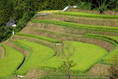 驚きの棚田