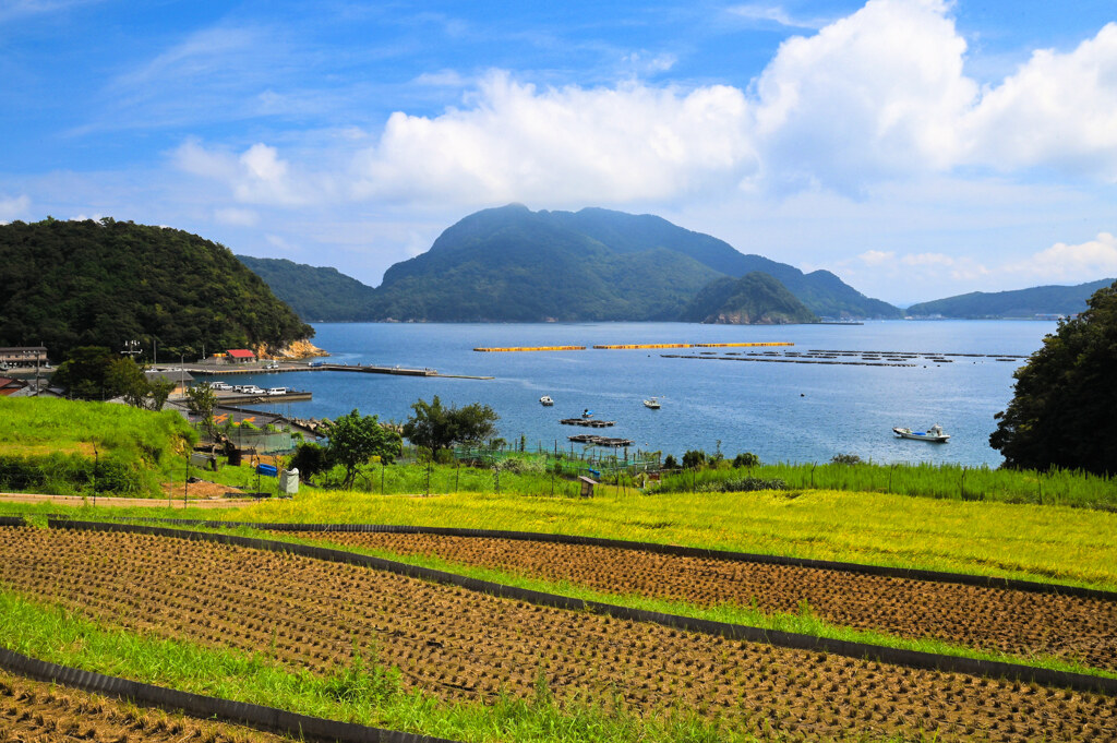 日引棚田