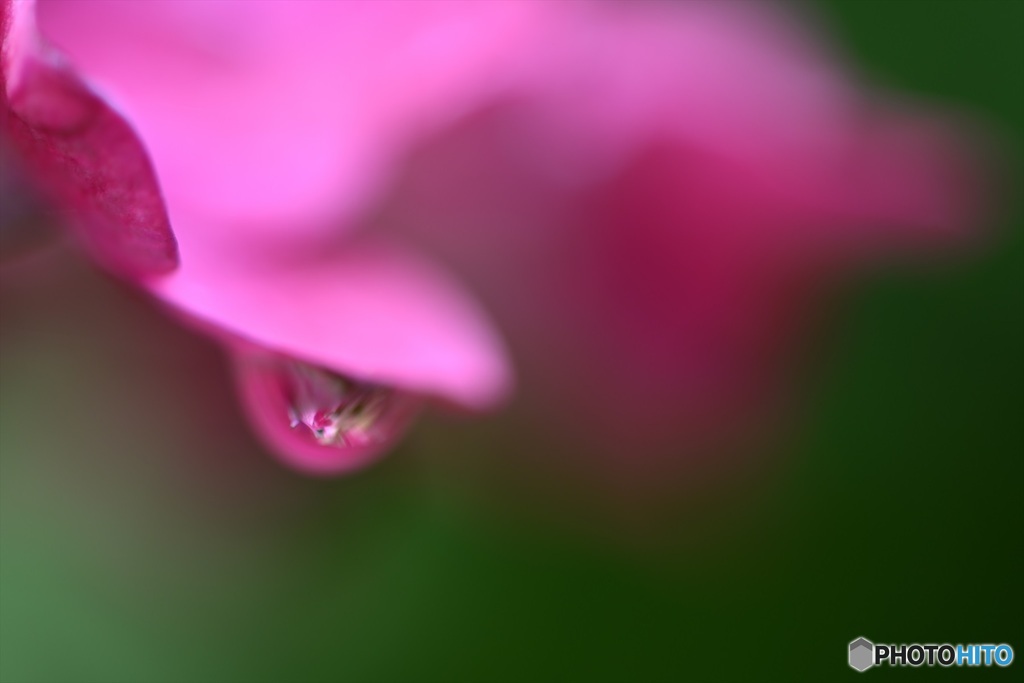 あじさいと