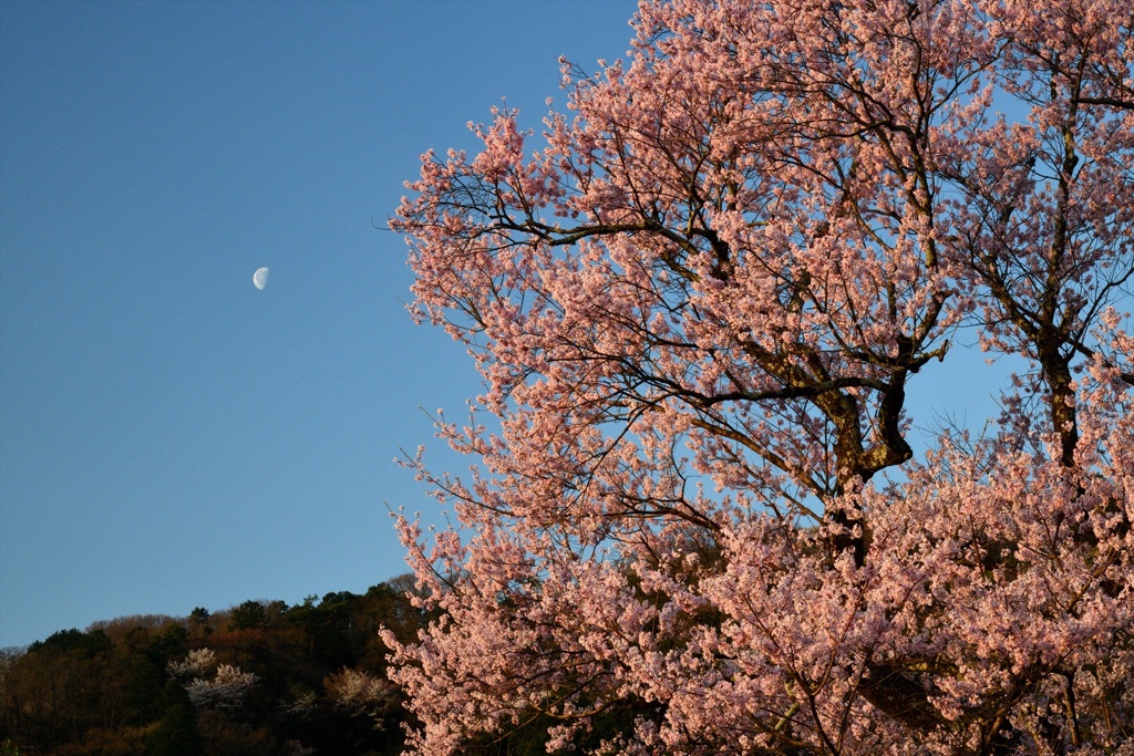 春は曙