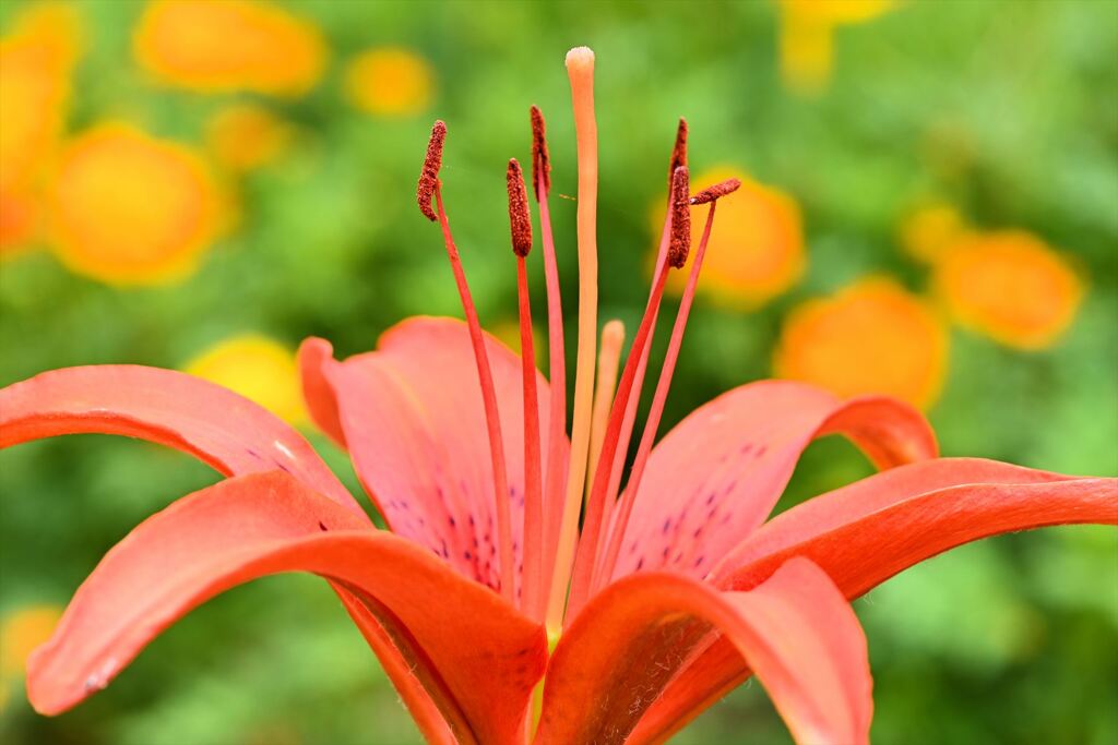 ばあちゃんの花壇