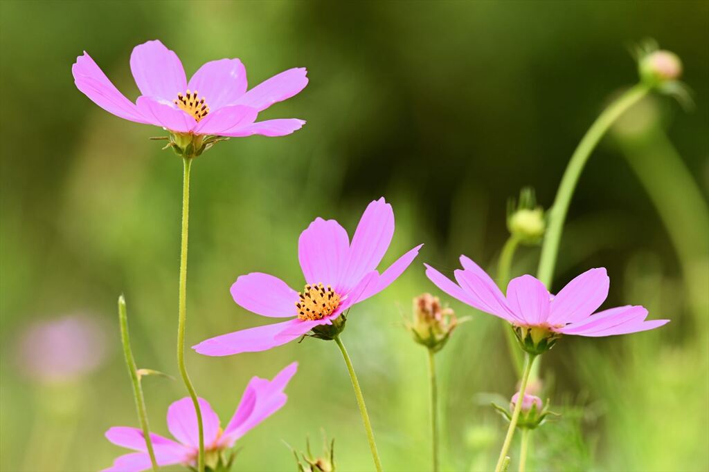 秋の花