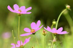 秋の花